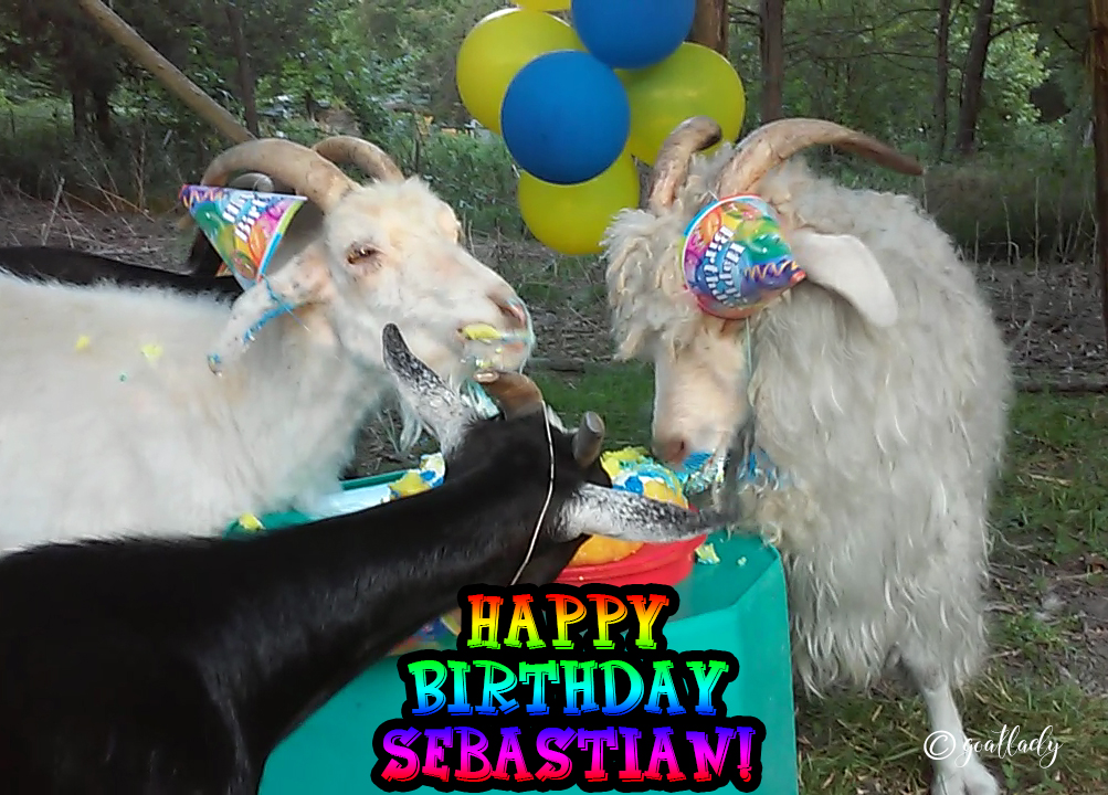 Sebastian – The Angora Goat